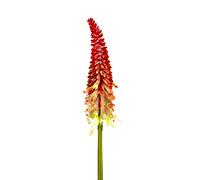 FloristryWarehouse Artificial Torch Lily or Red Hot Poker Plant Spray 70cm/27 Inches