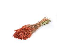 FloristryWarehouse Dried Bunch Dyed Tarwe Wheat 60cm/24 Inches Burnt Orange