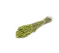 FloristryWarehouse Dried Bunch Dyed Tarwe Wheat 60cm/24 Inches Green
