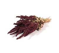 FloristryWarehouse Dried Bunch Natural Amaranthus or Prince of Wales Feather 60cm/24 Inches Red