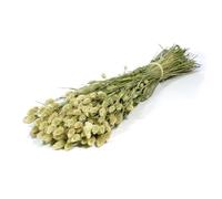 FloristryWarehouse Dried Bunch Phalaris Canary Grass Natural Green 70cm/27 Inches