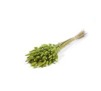FloristryWarehouse Dyed Bunch of Dried Lagurus or Bunny's Tails 50cm/20 Inches Green