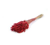FloristryWarehouse Dyed Bunch of Dried Lagurus or Bunny's Tails 50cm/20 Inches Red