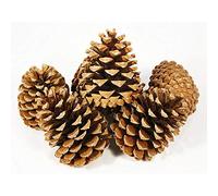 FloristryWarehouse Pine Cones Large Pinecones x10