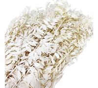 FloristryWarehouse Preserved Dried Ruscus Foliage Bundle 100g White Up To 65cm/25in