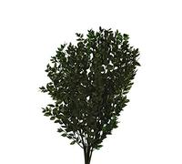 FloristryWarehouse Preserved Ruscus Foliage Bundle Dark Green Up To 65cm/25in