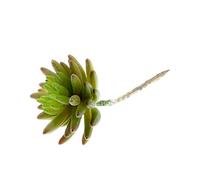 FloristryWarehouse Senecio Type Artificial Succulent Medium 11cm Diameter Green