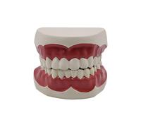 Flossing Teeth Model Standard Teaching Dentals Typodont for Teaching Practice Demonstration Model