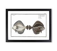 Flounder Fish by M.E. Bloch Framed Print | A2 Black Framed Wall Art | Ready to Hang | Modern Animal Picture | Living Room Bedroom Lounge Office