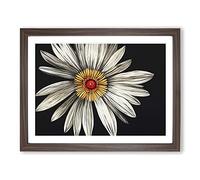 Flourishing Daisy Flower H1022 BLK Framed Print for Living Room Bedroom Home Office Décor, Wall Art Picture Ready to Hang, Walnut A3 Frame (46 x 34 cm)