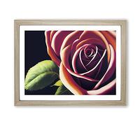 Flourishing Rose Flower H1022 BLK Framed Print for Living Room Bedroom Home Office Décor, Wall Art Picture Ready to Hang, Oak A2 Frame (64 x 46 cm)
