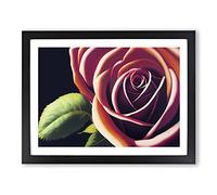 Flourishing Rose Flower H1022 BLK Framed Print for Living Room Bedroom Home Office Décor, Wall Art Picture Ready to Hang, Black A2 Frame (64 x 46 cm)