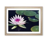 Flourishing Water Lily Flower H1022 Framed Print for Living Room Bedroom Home Office Décor, Wall Art Picture Ready to Hang, Oak A3 Frame (46 x 34 cm)