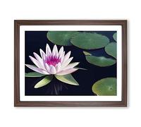 Flourishing Water Lily Flower H1022 Framed Print for Living Room Bedroom Home Office Décor, Wall Art Picture Ready to Hang, Walnut A2 Frame (64 x 46 cm)
