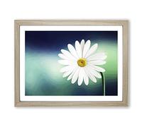 Flower Beautiful White Daisy Modern Framed Print | A2 Oak Framed Wall Art | Ready to Hang | Modern Floral Picture | Living Room Bedroom Lounge Office