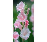 Flower Copy Paint by Numbers for Adults Beginner, Painting by Numbers Adults, Without Frame DIY Color Oil Painting Acrylic Paints, Gifts for Women Kits Art Crafts Home Decor 40x80cm/16x32in J0L-1275