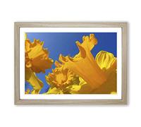 Flower Daffodil Yellow Framed Print | A2 Oak Framed Wall Art | Ready to Hang | Modern Floral Picture | Living Room Bedroom Lounge Office