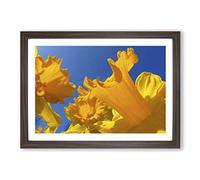 Flower Daffodil Yellow Framed Print | A2 Walnut Framed Wall Art | Ready to Hang | Modern Floral Picture | Living Room Bedroom Lounge Office