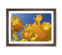 Flower Daffodil Yellow Modern Framed Print | A2 Walnut Framed Wall Art | Ready to Hang | Modern Floral Picture | Living Room Bedroom Lounge Office