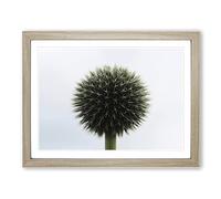Flower Globe Thistle No.3 Modern Framed Print | A4 Oak Framed Wall Art | Ready to Hang | Modern Map Picture | Living Room Bedroom Lounge Office