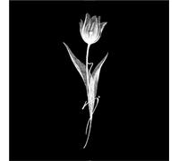 Flower Herb Back Juice Waterproof Lasting Small Fresh Tattoo Stickers Female Lasting 1-2 Weeks, Semi-Permanent Fake Tattoos(2pcs)