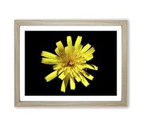 Flower Macro Yellow Modern Framed Print | A3 Oak Framed Wall Art | Ready to Hang | Modern Floral Picture | Living Room Bedroom Lounge Office