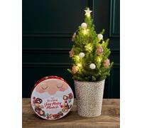 Flower Market Gold Decorated Christmas Tree 55-60cm with Merry Munch Tin