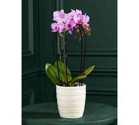 Flower Market Purple Miniature Phalaenopsis Cascade Orchid in Ceramic Pot