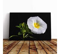 Flower Morning Glory White Canvas Print | Gallery Wrapped 30mm Frame Wall Art | 24x16 inches | Ready to Hang | Modern Floral Picture | Living Room Bedroom Lounge Office