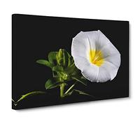 Flower Morning Glory White Canvas Print | Gallery Wrapped 30mm Frame Wall Art | 30x20 inches | Ready to Hang | Modern Floral Picture | Living Room Bedroom Lounge Office