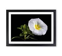 Flower Morning Glory White Framed Print | A2 Oak Framed Wall Art | Ready to Hang | Modern Floral Picture | Living Room Bedroom Lounge Office
