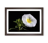 Flower Morning Glory White Framed Print | A2 Walnut Framed Wall Art | Ready to Hang | Modern Floral Picture | Living Room Bedroom Lounge Office