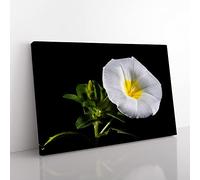 Flower Morning Glory White Modern Canvas Wall Art Print Ready to Hang, Framed Picture for Living Room Bedroom Home Office Décor, 50x35 cm (20x14 Inch)