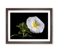 Flower Morning Glory White Modern Framed Print | A2 Walnut Framed Wall Art | Ready to Hang | Modern Floral Picture | Living Room Bedroom Lounge Office