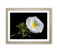 Flower Morning Glory White Modern Framed Print | A3 Oak Framed Wall Art | Ready to Hang | Modern Floral Picture | Living Room Bedroom Lounge Office