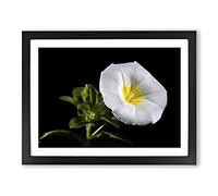 Flower Morning Glory White Modern Framed Wall Art Print, Ready to Hang Picture for Living Room Bedroom Home Office Décor, Black A2 (64 x 46 cm)