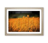 Flower Orange Oilsee Rape Blossom Framed Print | A2 Oak Framed Wall Art | Ready to Hang | Modern Floral Picture | Living Room Bedroom Lounge Office