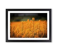 Flower Orange Oilsee Rape Blossom Framed Print | A2 Oak Framed Wall Art | Ready to Hang | Modern Floral Picture | Living Room Bedroom Lounge Office