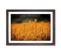 Flower Orange Oilsee Rape Blossom Framed Print | A2 Walnut Framed Wall Art | Ready to Hang | Modern Floral Picture | Living Room Bedroom Lounge Office