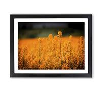 Flower Orange Oilsee Rape Blossom Modern Framed Print | A2 Black Framed Wall Art | Ready to Hang | Modern Floral Picture | Living Room Bedroom Lounge Office