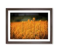 Flower Orange Oilsee Rape Blossom Modern Framed Print | A2 Walnut Framed Wall Art | Ready to Hang | Modern Floral Picture | Living Room Bedroom Lounge Office