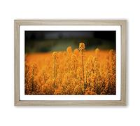 Flower Orange Oilsee Rape Blossom Modern Framed Print | A4 Oak Framed Wall Art | Ready to Hang | Modern Floral Picture | Living Room Bedroom Lounge Office