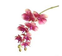 flower , Phalaenopsis orchid, enhance your wedding decoration, multiple colors (dark for PINK)