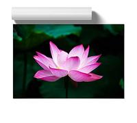 Flower Pink Lotus - Unframed Print for Living Room Bedroom Home Office Décor, Wall Art Picture, A3 (29.7 x 42 cm)