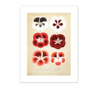 Flower Plant Botany Red Pansies Art Print Canvas Premium Wall Decor Poster