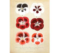 Flower Plant Botany Red Pansies Art Print Canvas Premium Wall Decor Poster