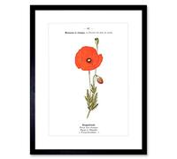Flower Poppy Coquelicot Papaver Rhoeas Art Print Framed Poster Wall Decor 9x7 inch