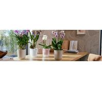 Flower Pot Indoor Outdoor recycled plastic - Elho Vibes collection