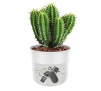 Flower pot with lige compartment | Double layered Container, safe including money bag and lock - For Jewelry Keychain Watch Valuables Safety Travel