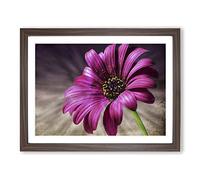 Flower Purple Daisy No.1 Modern Framed Print | A2 Walnut Framed Wall Art | Ready to Hang | Modern Floral Picture | Living Room Bedroom Lounge Office